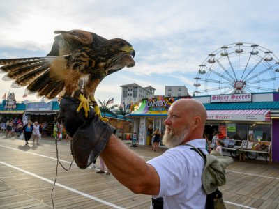 Le fauconnier P.J. Simonis avec l'un de ses rapaces sur la promenade d'Ocean City, dans le New Jersey, le 20 août 2019 - Don Emmert [AFP]
