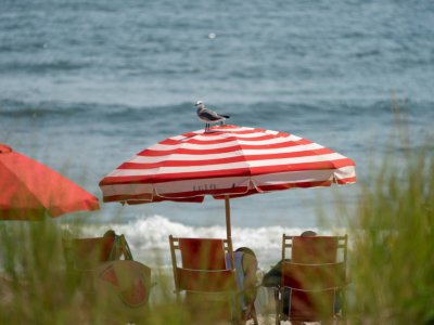 Des mouettes à l'affût de nourriture sur la plage d'Ocean City, le 20 août 2019 dans le Nex Jersey - Don Emmert [AFP]