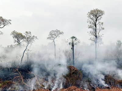 Des feux de forêt dans le parc national Otuquis, le 26 août 2019 en Bolivie - Aizar RALDES [AFP]