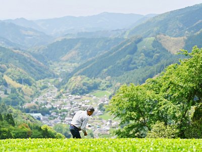 L'agriculteur japonais Yoshio Shoji dans sa plantation de thé, le 16 mai 2019 à Fujieda au Japon - CHARLY TRIBALLEAU [AFP]