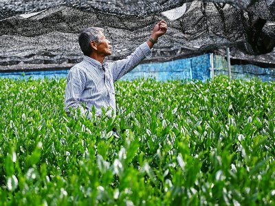 L'agriculteur japonais Yoshio Shoji dans sa plantation de thé matcha, le 16 mai 2019 à Fujieda au Japon - CHARLY TRIBALLEAU [AFP]