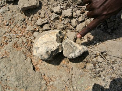 Photo fournie par le Museum of Natural history de Cleveland le 28 août 2019 montrant un fragment de crâne d'Australopithèque vieux de 3,8 millions d'années découvert en Ethiopie - HO [CLEVELAND MUSEUM OF NATURAL HISTORY/AFP]