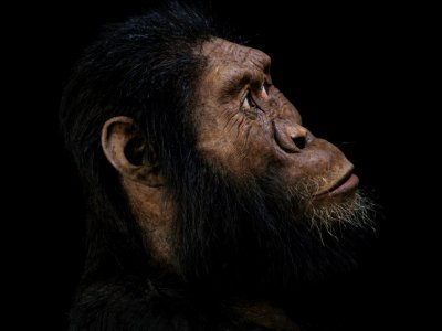Photo montage réalisé par le Museum of Natural history de Cleveland, reconstituant un visage à partir du crâne d'un Australopithèque découvert en Ethiopie - HO [CLEVELAND MUSEUM OF NATURAL HISTORY/AFP]