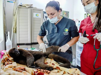 Des vétérinaires soignent un singe dans un centre de préservation de la vie sauvage à San Jeronimo, le 22 mai 2019 en Colombie - Joaquin SARMIENTO [AFP]