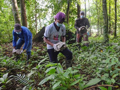 Des tortues sont remises en liberté dans la jungle à Murata, le 21 août 2019 en Colombie - Joaquin SARMIENTO [AFP]