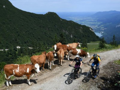 Ursula et Robert Werner passent devant un troupeau de vaches en faisant l'ascension du Herzogstand, le 5 août 2019 en Bavière - Christof STACHE [AFP/Archives]