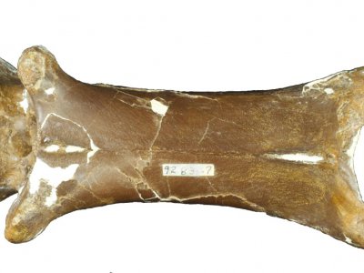 Photo non datée diffusée le 10 septembre 2019 par l'Université Queen Mary de Londres montrant des fossiles de cervicales du ptérosaure Cryodrakon boreas - David HONE [Queen Mary University of London/AFP]
