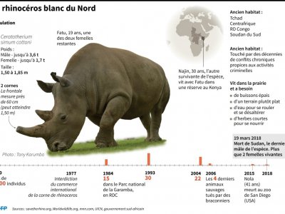 Le rhinocéros blanc du Nord - [AFP]