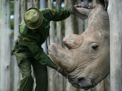 Un soigneur s'occupe de Sudan, le dernier rhinocéros blanc du Nord de sexe mâle connu, dans la réserve d'Ol Pejeta (Kenya), le 5 décembre 2016. - Tony KARUMBA [AFP/Archives]
