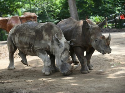 Deux rhinocéros blancs du Sud durant l'inauguration de leur nouvel enclos au zoo Aurora de Guatemala City, le 9 septembre 2019.

Two South Africans white rhinoceros (Ceratotherium simum) are pictured during the inauguration of their new enclosure at - Johan ORDONEZ [AFP]