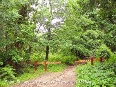 Une partie de la forêt menacée à Saint-Étienne-du-Rouvray. - Bouillons terres d'avenir