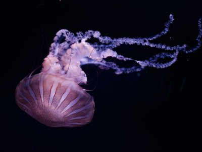 Les méduses, qui font partie des premiers habitants de la planète, vivent aujourd'hui dans toutes les mers et océans et à toutes les profondeurs, jusqu'aux abysses - Philippe LOPEZ [AFP/Archives]