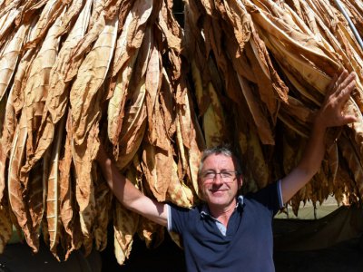 Le producteur de tabac Patrick Maury devant sa récolte, à Mazeyrolles, le 20 septembre 2019 - Mehdi FEDOUACH [AFP/Archives]