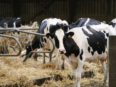 Quatre-vingt-quinze vaches laitières sont présentes dans l'exploitation de Frédéric et Noémie Dutot à Bois-Guillaume. - Amaury Tremblay