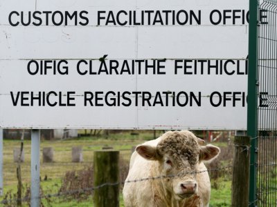 Une vache sous le panneau d'un poste douanier désaffecté à la frontière entre l'Irlande du nord et la république d'Irlande, le 14 novembre 2018. - Paul FAITH [AFP/Archives]
