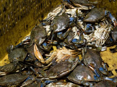 Des crabes contaminés, au bord du lac Maracaibo pollué par une marée noire permanente, le 13 juin 2019 à Cabimas, au Venezuela - YURI CORTEZ [AFP]