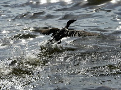Un oiseau marin englué dans du pétrole au bord du lac Maracaibo pollué par "une marée noire permanente",  le 13 juin 2019 à Cabimas, au Venezuela - YURI CORTEZ [AFP]