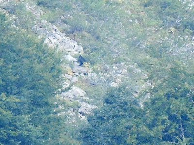 Un ours brun dans le parc naturel de Somiedo, dans les Asturies, le 28 août 2019 en Espagne - GABRIEL BOUYS [AFP/Archives]