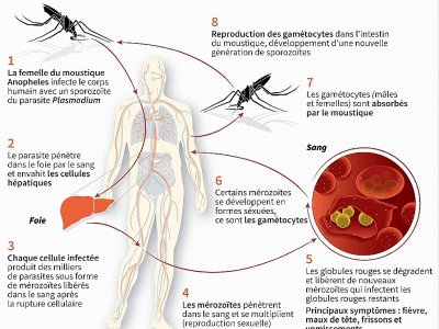Le cycle de vie du parasite du paludisme - [AFP]