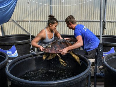 Des bénévoles d'"Archelon", le centre de sauvetage des tortues blessées, s'occupent d'une tortue, le 25 septembre 2019 à Athènes, en Grèce - WILL VASSILOPOULOS [AFP]