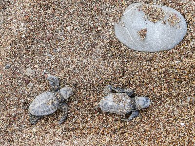 Des bébés tortues Caretta caretta, sur le sable de la plage de Kyparissia, le 23 septembre 2019 en Grèce - ARIS MESSINIS [AFP]