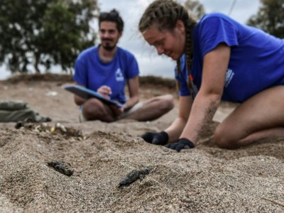 Des bénévoles de l'ONG Archelon recherchent des bébés tortues vivants, sur une plage de Kyparissia, dans le sud-ouest de la Grèce, le 23 septembre 2019 - ARIS MESSINIS [AFP]