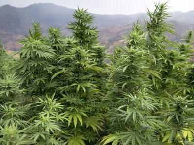 Des plants de cannabis près de la ville de Ketama dans la région du Rif dans le nord du Maroc le 2 septembre 2019 - FADEL SENNA [AFP]