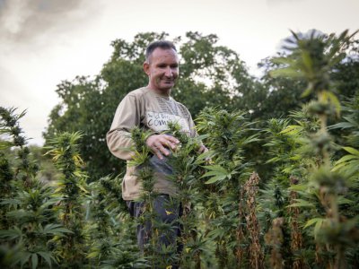 Un villageois parmi une plantation de cannabis près de la ville de Ketama dans la région du Rif dans le nord du Maroc le 2 septembre 2019 - FADEL SENNA [AFP]