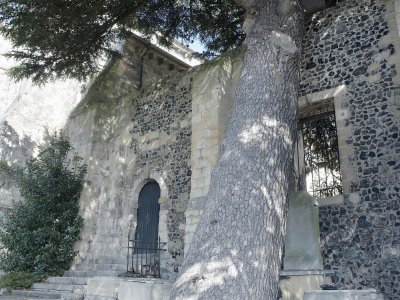 Le cèdre du Liban de l'Abbaye de Graville labellisé "Arbre remarquable de France". - Ville du Havre