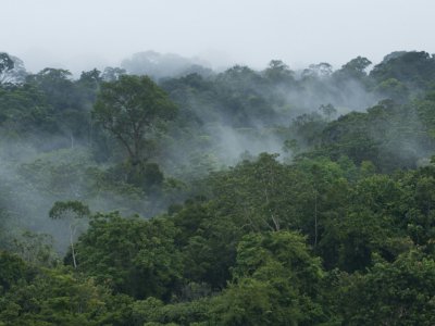 Vulnérables au changement climatique et victimes de déforestation massive, les forêts des tropiques donnent des signes d'essoufflement - ROMEO GACAD [AFP/Archives]
