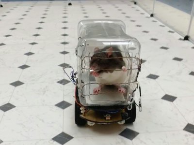 La conduite par des rats de mini-voitures, comme ici le 1er octobre en Virginie, réduit leur stress, affirment des chercheurs - HO [University of Richmond/AFP]