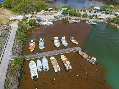 Le port du Gosier, en Guadeloupe, envahi par les Sargasses en avril 2018 - Helene VALENZUELA [AFP/Archives]
