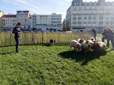 Les moutons de l'association Ökotop sur les pelouses du front du mer de Dieppe. - Héloïse Weisz