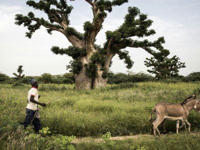 Un homme passe avec son âne près d'un baobab près de la forêt de Bandia le 25 septembre 2019. - JOHN WESSELS [AFP]