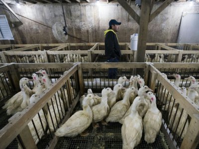 Des canards à la ferme de Hudson Valley Foie Gras, à Ferndale, dans l'Etat de New York - DON EMMERT [AFP]