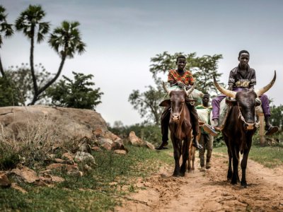 Deux garçons montent des boeufs de labour à Malamawa (Niger) dans le Sahel le 30 juin 2019 - Luis TATO [FAO/AFP]