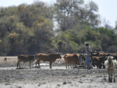 Un agriculteur et son bétail près de Maun (Botswana) le 28 septembre 2019 - MONIRUL BHUIYAN [AFP]