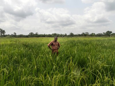 Un agriculteur dans une rizière à Ouinhi (Bénin) le 21 novembre 2016 - Yanick FOLLY [AFP/Archives]