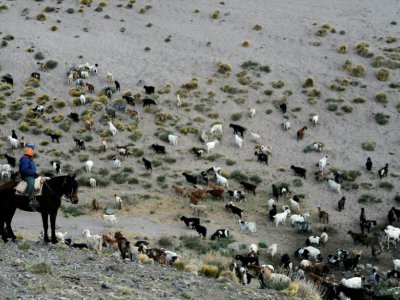 Nereo Sazo avec ses chèvres, le 20 octobre 2019 à El Alambrado, dans la province de Mendoza affectée par le changement climatique - ANDRES LARROVERE [AFP]