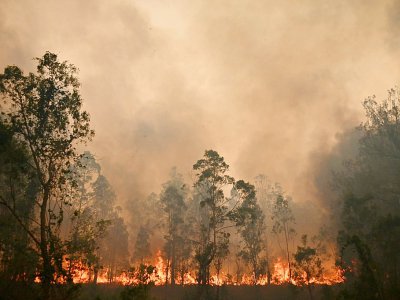 Un feu de brousse à Bobin en Australie, le 9 novembre 2019 - PETER PARKS [AFP]