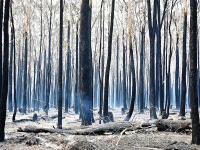 Des arbres brûlés après le passage d'un feu de brousse à Old Bar en Australie, le 10 novembre 2019 - PETER PARKS [AFP]