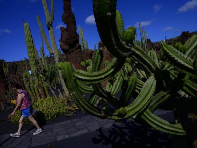 Le jardin des cactus créé par l'artiste Cesar Manrique à Guatiza sur l'île de Lanzarote aux îles Canaries le 22 octobre 2019 - PIERRE-PHILIPPE MARCOU [AFP]