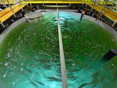 Un réservoir d'une ferme piscicole élevant des saumons à Dubaï, le 15 octobre 2019. - GIUSEPPE CACACE [AFP]