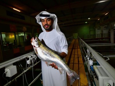 Badr ben Moubarak, directeur général de la ferme piscicole "Fish Farm", à Dubaï, présente un saumon le 15 octobre 2019. - GIUSEPPE CACACE [AFP]