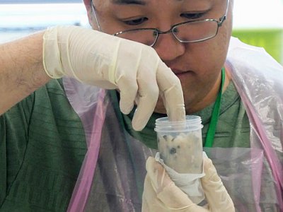 Un employé prépare du poisson avant de lui faire passer des tests de radiation au Centre technologique agricole de la préfecture de Fukushima, situé à Koriyama, le 1er octobre 2019 - Karyn NISHIMURA [AFP]