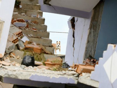 Un chien dans un immeuble effondré le 28 novembre 2019 à Durres sur la côte Adriatique après un séisme meurtrier - Gent SHKULLAKU [AFP]
