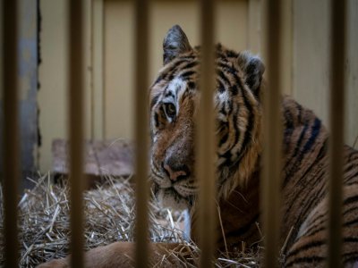 Un tigre mâle saisi à la frontière polono-bélarusse dans son enclos temporaire au zoo de Poznan en Pologne le 6 novembre 2019 - Wojtek RADWANSKI [AFP]