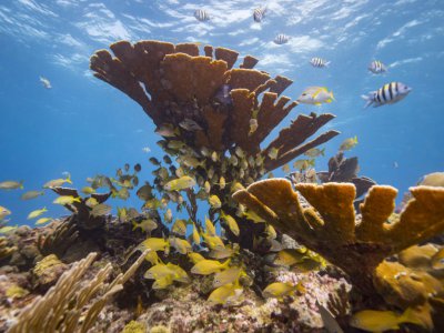 Des coraux au large du Mexique en 2018 - DONALD MIRALLE [GETTY IMAGES NORTH AMERICA/AFP]