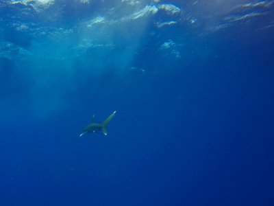 Un requin, une des espèces menacées par le manque d'oxygène des océans, dans la Mer Rouge au large des côtes égyptiennes en 2018 - Andrea BERNARDI [AFP/Archives]
