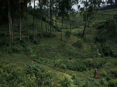 Une plantation d'eucalyptus du programme Ecomakala du WWF, visant à réduire la production illégale de charbon de bois, dans le territoire Masisi, le 28 septembre 2019 en RDC - ALEXIS HUGUET [AFP]